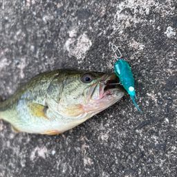 ブラックバス