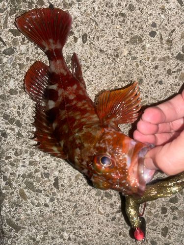 カサゴの釣果