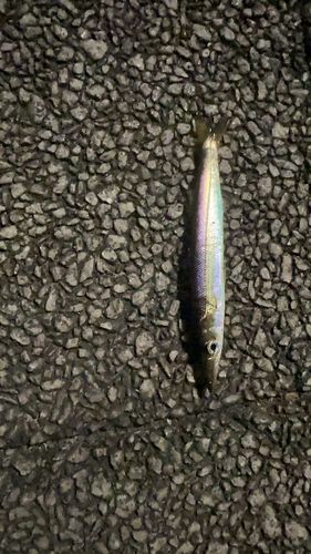 釣果