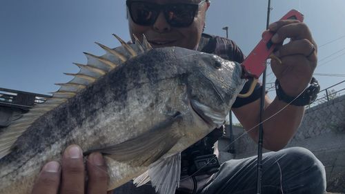 クロダイの釣果