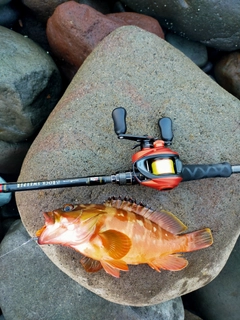 アカハタの釣果
