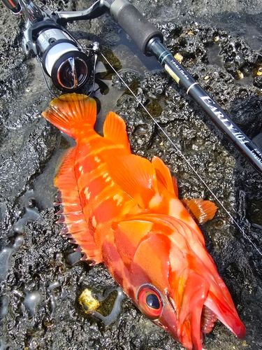 アカハタの釣果