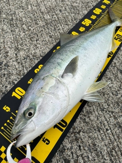 ワラサの釣果