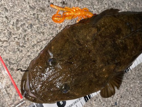 マゴチの釣果