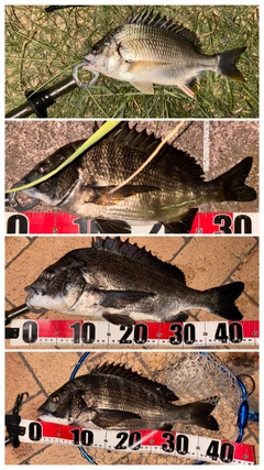 クロダイの釣果
