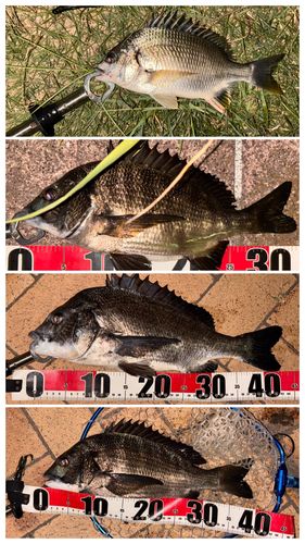 クロダイの釣果