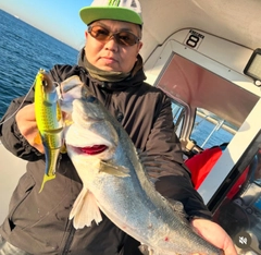 スズキの釣果