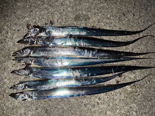 タチウオの釣果