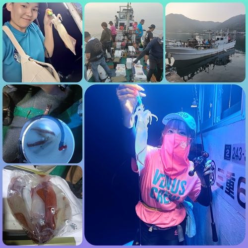 ケンサキイカの釣果