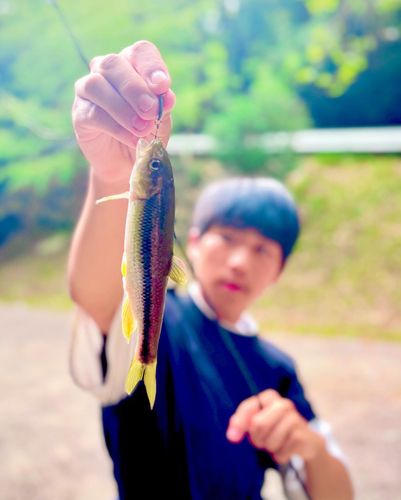 カワムツの釣果