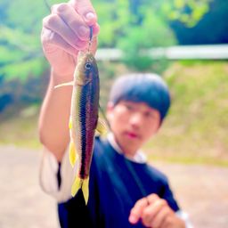 カワムツ