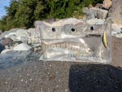 ヤマメの釣果