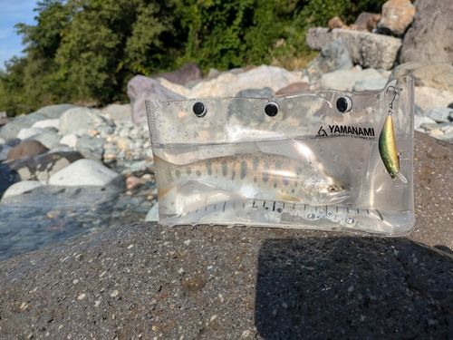 ヤマメの釣果
