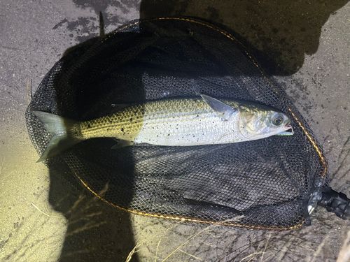 ボラの釣果