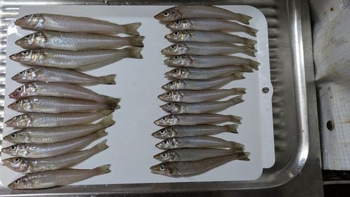 シロギスの釣果