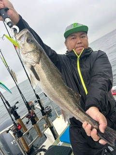 スズキの釣果
