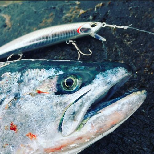 サクラマスの釣果