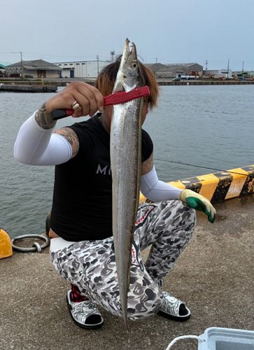 タチウオの釣果