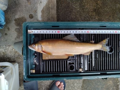 アユの釣果
