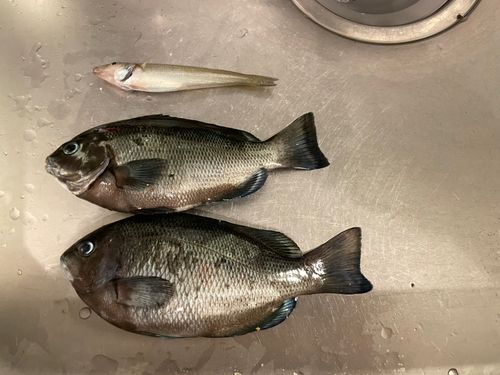 メジナの釣果