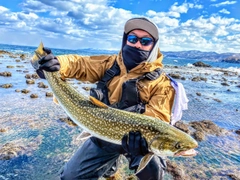 アメマスの釣果