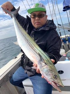 サワラの釣果