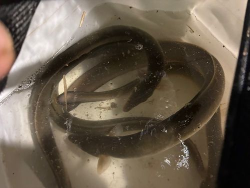 ウナギの釣果