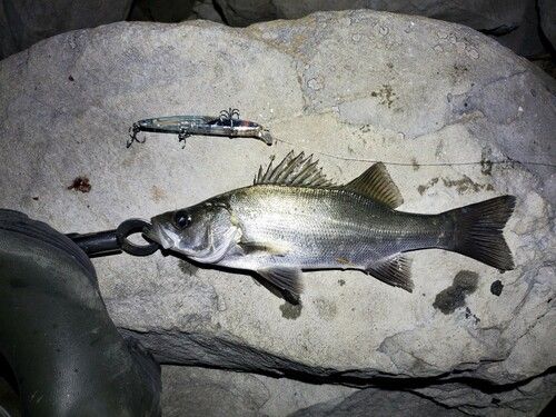 ヒラスズキの釣果