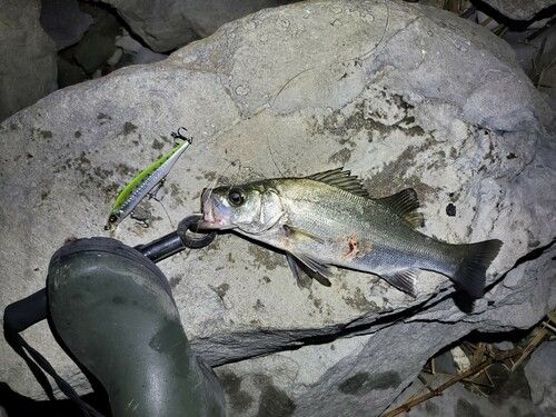 ヒラスズキの釣果