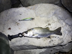 ヒラスズキの釣果