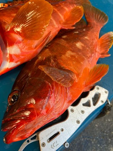 アカハタの釣果