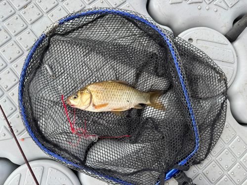 ニゴイの釣果