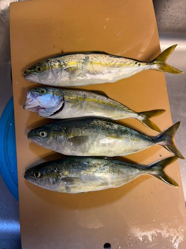 コゾクラの釣果