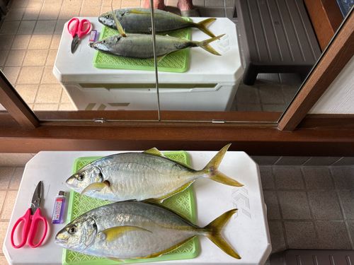 シマアジの釣果