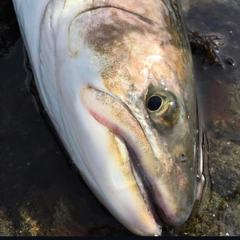 アメマスの釣果