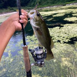 ラージマウスバス