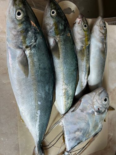 ワカシの釣果