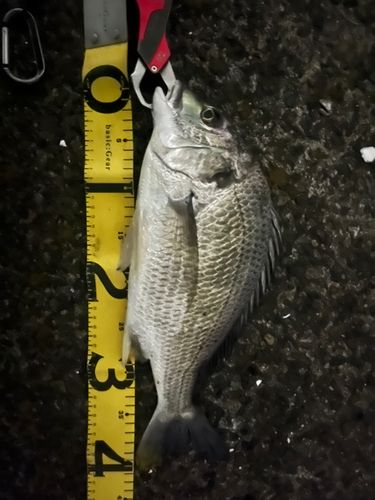 キビレの釣果