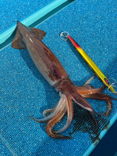 スルメイカの釣果