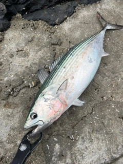 ハガツオの釣果
