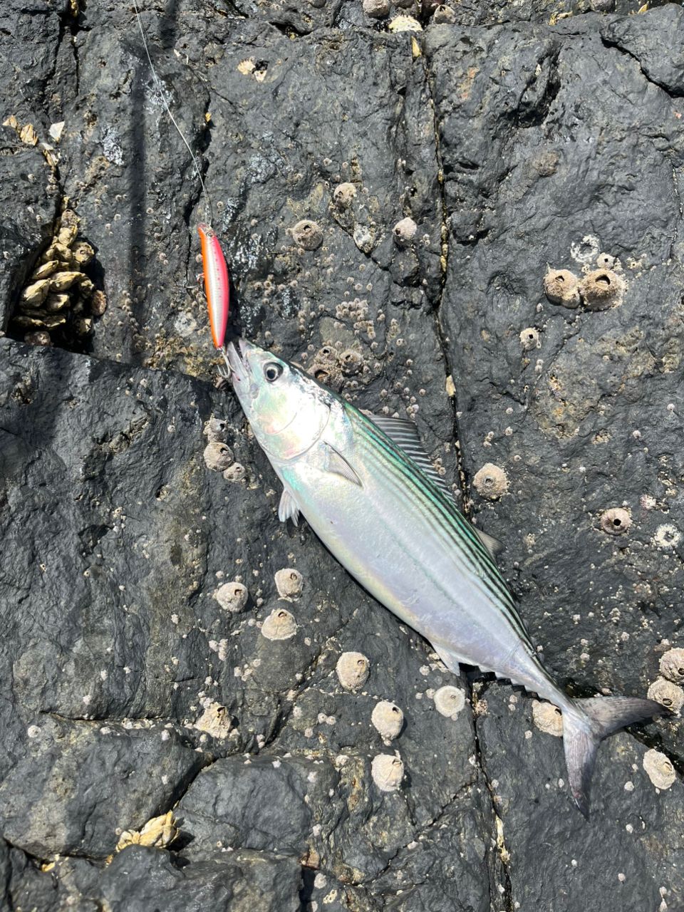 ハガツオ