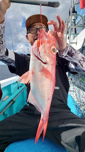 キンメダイの釣果