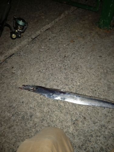 タチウオの釣果