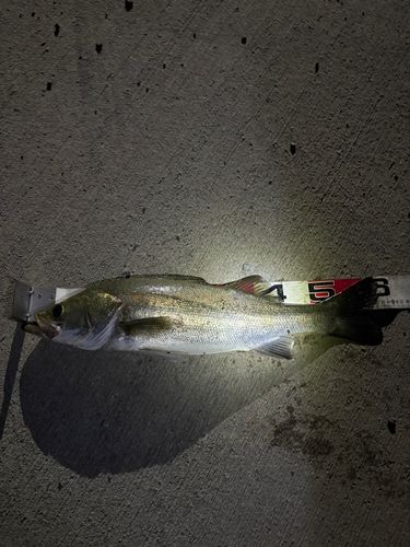 シーバスの釣果