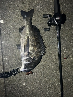 クロダイの釣果