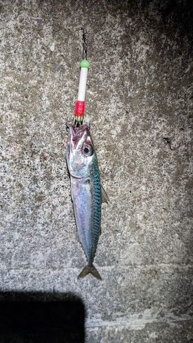 サバの釣果