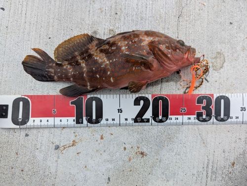 キジハタの釣果