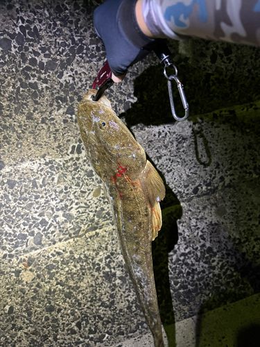 マゴチの釣果