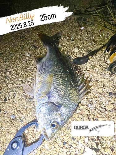 キビレの釣果