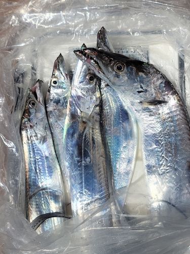 タチウオの釣果